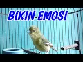 Download Lagu AWAS....‼️ 💯 % CIPOH / SIRTU LANGSUNG EMOSI