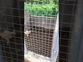 Breeding pen build FINISHED this row anyway