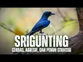 Lagu Burung Srigunting: Simbol Kecerdikan dalam Dunia Satwa