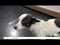 Wag Wednesday Meet Nimbus from Bakersfield Animal Care Center