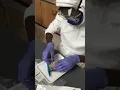 Anatomy and Surgical Techniques Frog Dissection