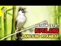 Lagu Suara Burung Kutilang Gacor Ampuh Untuk Pancingan Dan Pikat