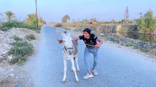 لما اخوك الصغير يشتري حمار علشان يروح عليه المدرسه      علاء حسين دندنها