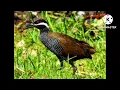 Download Lagu suara pikat burung sintaran semak/burung zebra paling jitu dan ampuh👍