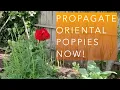 Propagating Oriental Poppies - How and When