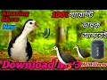 Lagu ডাহুক পাখির ডাক | Dahuk Pakhir Dak | Bird Trap Sound  whitebreasted #waterhen #dahukpakhi #ruakruak 