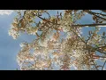 Vivaldi Spring live sketch