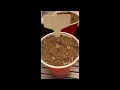 Grow Diary 1 - Slapz Mr Nasty Part 1