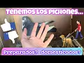 Lagu Estamos PREPARADOS🤔❓Vemos Como tenemos los PICHONES de DOMESTICADOS y ADAPTADOS para poder CONCURSAR