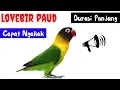 Download Lagu Dijamin Lovbird Baby Langsung Narik Ngekek PanjangMasteran Lovebird Paud Agar Ngekek Panjang mp3