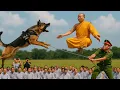 Download Lagu LUCA K-9 Nhảy Lên Sư Thầy Đang Bay Trên Không Trung – Vạch Trần Lễ Tế Máu Khiến Cả Nước Rúng Động!