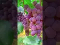 Download Lagu 3 varietas 🍇Anggur bikin ngiler #anggur #fruit #garden #shortvideo #shorts