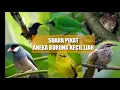 Download Lagu SUARA PIKAT BURUNG KECIL RIBUT mp3 || Suara Pikat Burung Kecil Paling Ampuh
