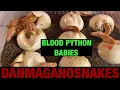 Episode 108 New baby blood pythons Part 1