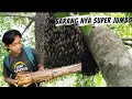 Download Lagu DAPAT 2 SARANG LEBAH ODENG. KITA LANGSUNG PANEN ALHASIL DAPAT TELUR NYA SAJA