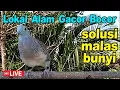 Download Lagu suara burung Perkutut Lokal Gacor di alam suara merangsang BUNYI CEPAT NYAUT