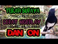 terapi dasar supaya kacer cepat buka ekor dan on