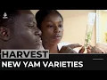 Download Lagu Nigeria's scientists develop new yam varieties to boost harvest