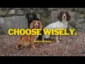 How To Match The RIGHT Breed To Your Lifestyle Shooting Hunting