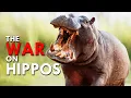 Colombia Has Declared War On Cocaine Hippos