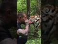 Download Lagu 🐯 Tiger vs Alex Terrible from Slaughter to Prevail