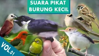 Download Suara ampuh  pikat segala jenis burung Kecil di jamin 100% dapat banyak MP3