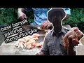 Download Lagu cara iris Sate ayam agar hasilnya banyak_teori merajang daging ayam untuk sate. MP3