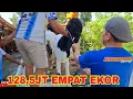 Download Lagu GAGAL DI AWAL..NEKAT BELI KAMBIMG 128JT
