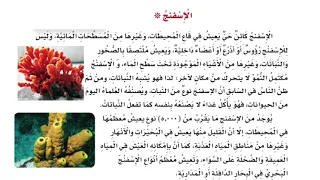 الإسفنج الصف الثالث ف١ 