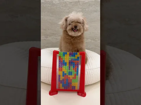 Miso vs Tetris
