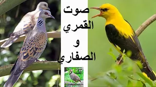 صوت القمري والصفاري دندنها