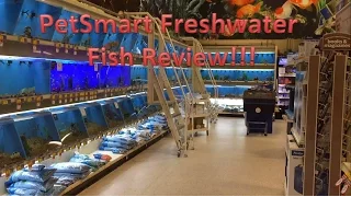 PetSmart Freshwater Fish Review Buying Aquarium Fish From PetSmart