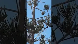 سبحان الخالق اجمل تغريد طائر الشحرور الاسود 