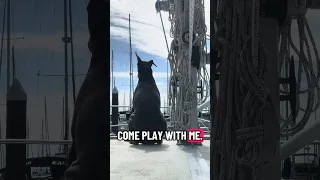 #fypシ #dream #pets #doberman #Fyp