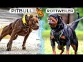 Rottweiler VS Pitbull Real Comparison in Hindi Pitbull VS Rottweiler Real Fight Pitbull Attack