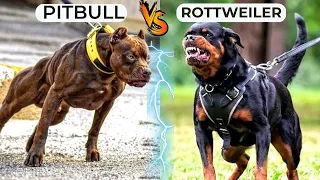 rottweiler vs pitbull real comparison in hindi pitbull vs rottweiler real fight pitbull attack