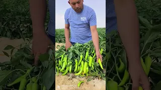  شطة  باردة  شركة  الكلثوم دندنها