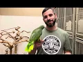 Learn about the Mexican Red Headed Amazon