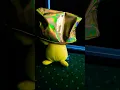 Download Lagu Why Does Pikachu Touch EVERYTHING?! #pikachu #funny #plush #pikachushorts