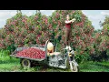 Download Lagu Harvesting Lots Of Lychees Fruit Goes To The Market Sell - Farm Life