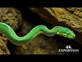 Download Lagu Most Dangerous Snakes in the World | 4K UHD 2160p | 4K EXPEDITION | #snake #snakevideo