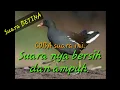 Download Lagu Suara burung mandar batu BETINA|bentiung|Peruk.Suara tunggal.#suara burung # jaring malam.