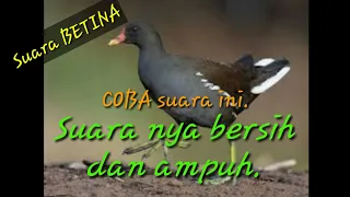 Suara burung mandar batu BETINA|bentiung|Peruk.Suara tunggal.#suara burung # jaring malam.