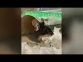 Cleveland APL Pets of the Weekend Mice in need of homes