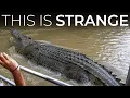 A 30-Foot Crocodile Was Spotted in Philippines And No One Can Explain It