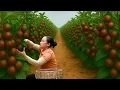 Download Lagu Harvesting Wild Fruits and Bringing Them to Market for Sale, Vegetable Growing Process, Cooking