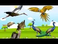 Download Lagu Belajar suara binatang burung merak, bangau, pipit, kakaktua // animal best