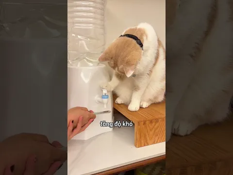 Chú mèo này có một tài năng đặc biệt 😮