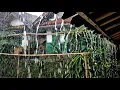 Super heavy rain can help you fall asleep faster, rain sounds for sleeping, meditation, ASMR