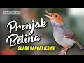 Download Lagu #kicaumania masteran prinjak betina suara jernih
